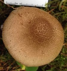 Inocybe lacera