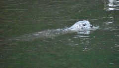 Phoca vitulina richardii