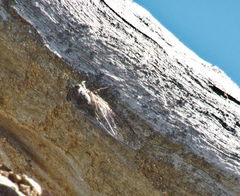 Clinopsalta adelaida