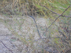 Masticophis bilineatus