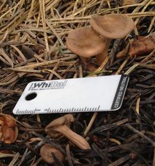 Infundibulicybe squamulosa