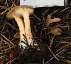 Infundibulicybe squamulosa