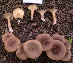 Infundibulicybe squamulosa