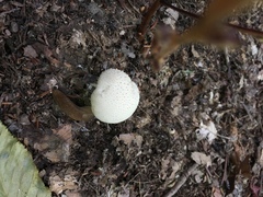 Lycoperdon pulcherrimum