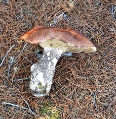 Leccinum manzanitae