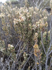 Planocarpa petiolaris
