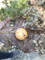 Atrusca quercuscentricola