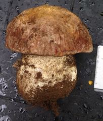 Boletus rex-veris