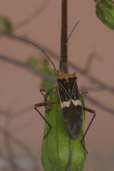Hypselonotus lineatus