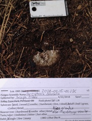 Sarcosphaera coronaria