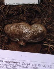 Sarcosphaera coronaria