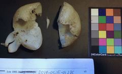 Sarcosphaera coronaria