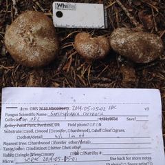 Sarcosphaera coronaria