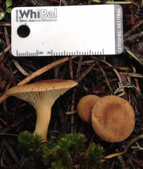 Infundibulicybe squamulosa