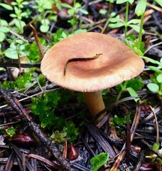 Infundibulicybe squamulosa