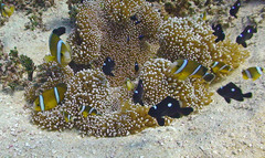 Amphiprion tricinctus