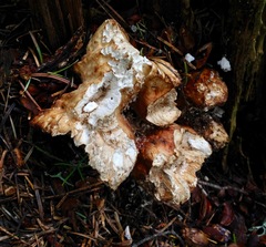 Bondarzewia occidentalis