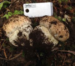 Boletus rex-veris