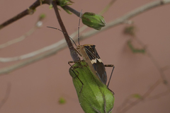 Hypselonotus lineatus