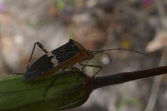 Hypselonotus lineatus