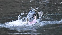 Phoca vitulina richardii