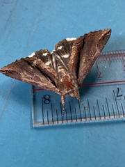 Ercheia