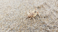 Rhachocnemis validus