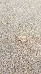 Rhachocnemis validus