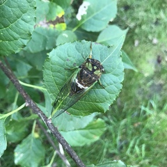 Neotibicen tibicen tibicen
