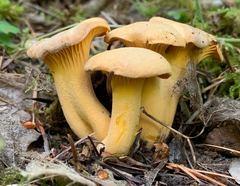 Cantharellus roseocanus