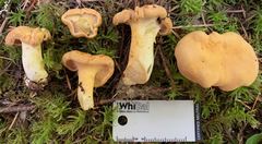 Cantharellus roseocanus