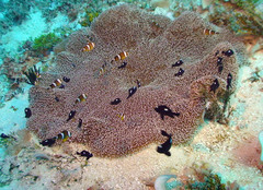 Amphiprion tricinctus