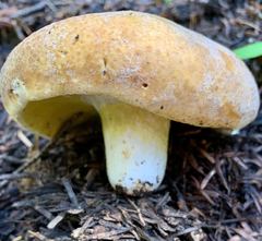 Hypomyces luteovirens