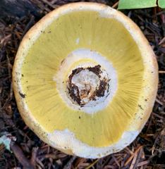 Hypomyces luteovirens