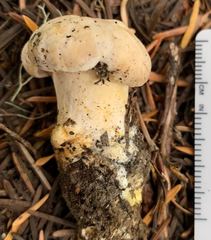 Cantharellus subalbidus