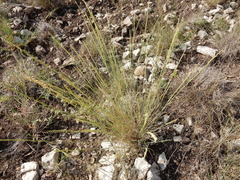 Bouteloua uniflora