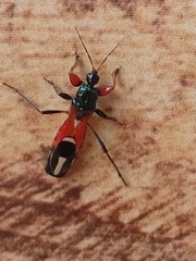 Phorastes incognitus