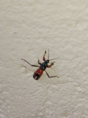 Phorastes incognitus