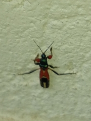 Phorastes incognitus