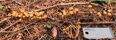 Cudonia circinans