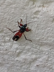 Phorastes incognitus