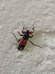 Phorastes incognitus