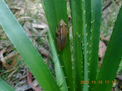 Scinax squalirostris