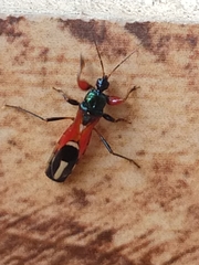 Phorastes incognitus