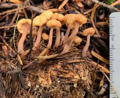 Cudonia circinans