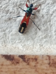 Phorastes incognitus