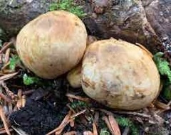 Truncocolumella citrina