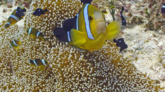 Amphiprion tricinctus
