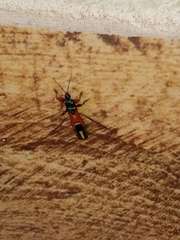 Phorastes incognitus