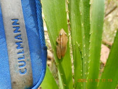 Scinax squalirostris